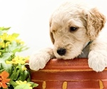 Small Photo #7 Goldendoodle Puppy For Sale in BROOKER, FL, USA