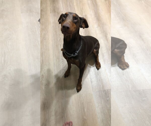 Medium Photo #8 Doberman Pinscher Puppy For Sale in Minneaoplis, MN, USA
