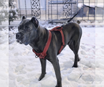 Small Photo #1 Cane Corso Puppy For Sale in ANDERSON, IN, USA