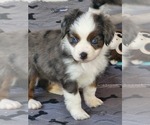 Small Photo #3 Miniature Australian Shepherd Puppy For Sale in STAFFORD, VA, USA