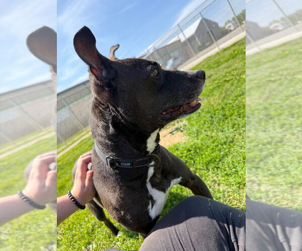 Medium Photo #2 Staffordshire Bull Terrier Puppy For Sale in Pierceton , IN, USA