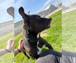 Small #1 Staffordshire Bull Terrier
