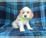 Small #5 Cocker Spaniel