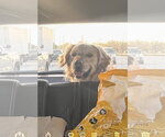 Small #3 Golden Retriever