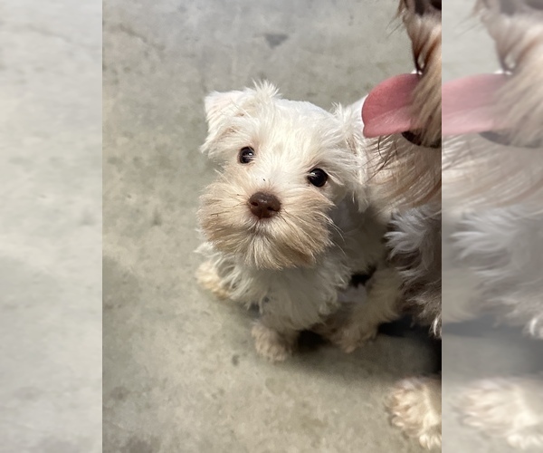 Medium Photo #4 Schnauzer (Miniature) Puppy For Sale in MADERA, CA, USA