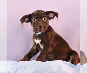 Labrador Retriever-Plott Hound Mix Dogs for adoption in Sheridan, CO, USA