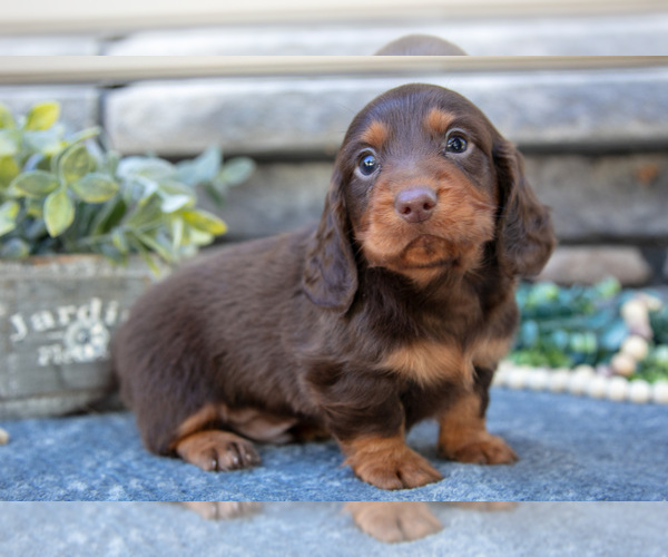 Medium Photo #1 Dachshund Puppy For Sale in SUGARCREEK, OH, USA