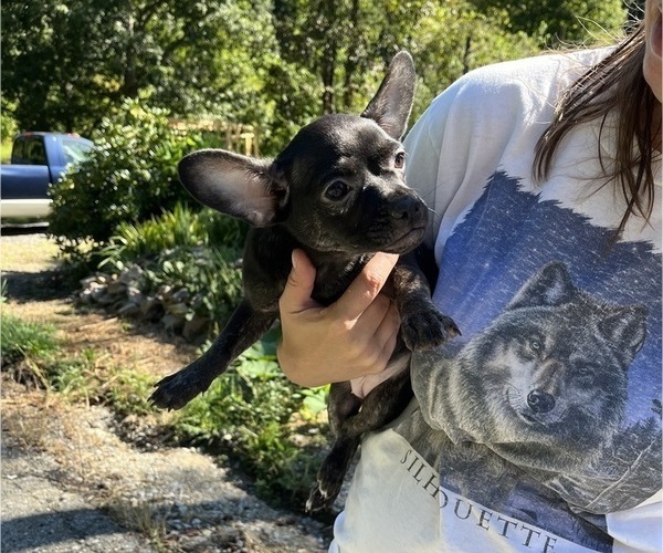 Medium Photo #64 French Bullhuahua Puppy For Sale in SPRAGGS, PA, USA