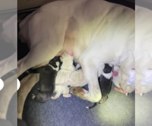 Boxer Puppy for sale in ONTARIO, OH, USA