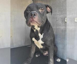 American Staffordshire Terrier Dogs for adoption in San Antonio, TX, USA