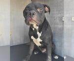 Small American Staffordshire Terrier