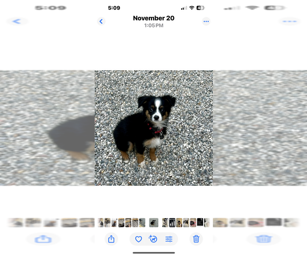 Medium Photo #1 Miniature Australian Shepherd Puppy For Sale in BEAVERTON, MI, USA