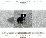 Small Photo #1 Miniature Australian Shepherd Puppy For Sale in BEAVERTON, MI, USA