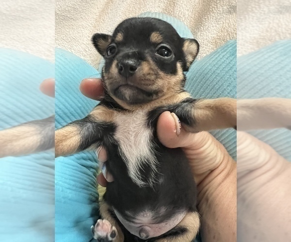 Medium Photo #5 Chihuahua Puppy For Sale in SAN DIEGO, CA, USA