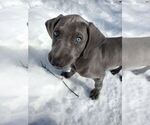 Small Photo #5 Weimaraner Puppy For Sale in LAONA, WI, USA