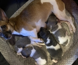 Rat Terrier Puppy for sale in PENNSBURG, PA, USA