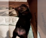 Small #3 Rottweiler