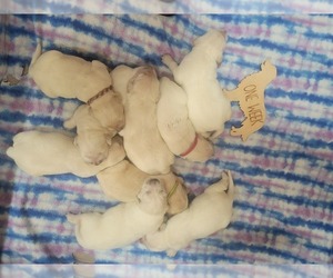 Medium Golden Retriever