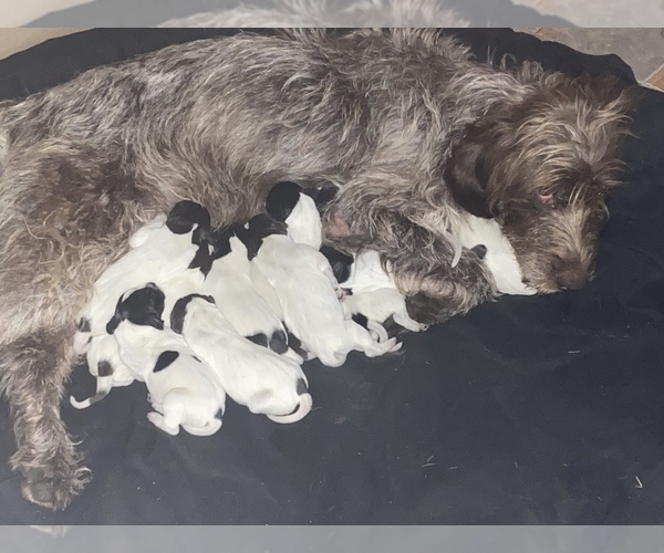 Medium Photo #2 German Wirehaired Pointer Puppy For Sale in PAOLA, KS, USA