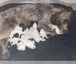Small Photo #2 German Wirehaired Pointer Puppy For Sale in PAOLA, KS, USA