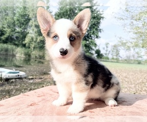 Pembroke Welsh Corgi Puppy for sale in WINCHESTER, OH, USA