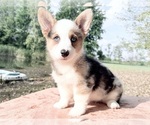Image preview for Ad Listing. Nickname: Pebbles