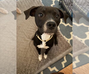 Zeus - Male Boxer Dog for Adoption - Photo #4