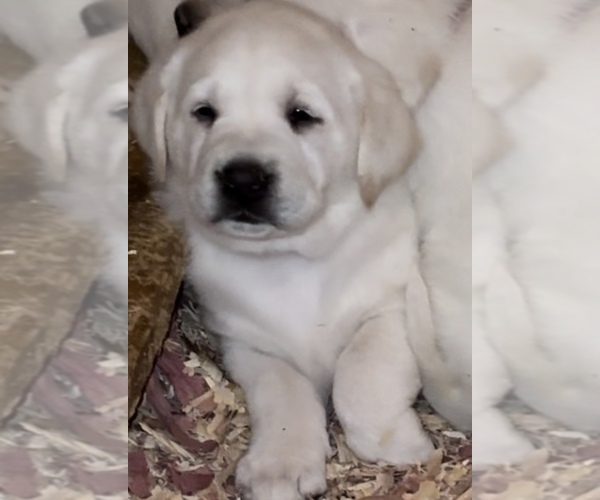 Medium Photo #1 Labrador Retriever Puppy For Sale in ALL HEALING SPRINGS, NC, USA