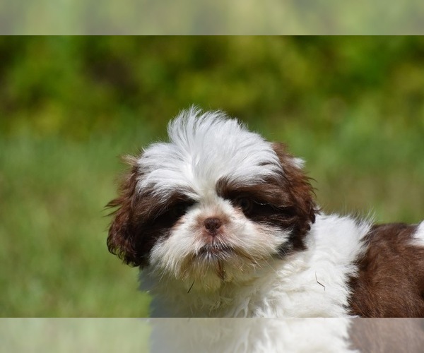 Medium Photo #1 Shih Tzu Puppy For Sale in PALM COAST, FL, USA