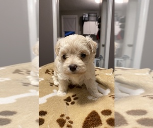 Maltipoo Puppy for sale in HUNTINGTON, IN, USA