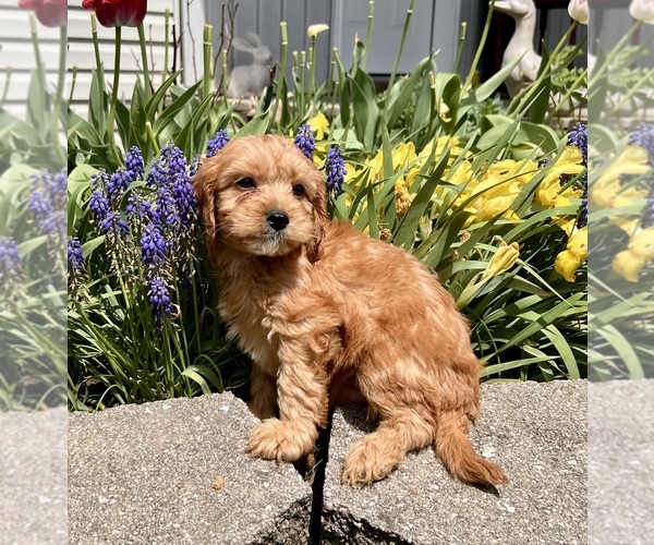 Medium Photo #3 Cavapoo (Miniature) Puppy For Sale in DUNDEE, OH, USA