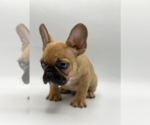 Small Photo #3 French Bulldog Puppy For Sale in NORTHFIELD, IL, USA