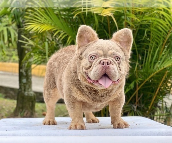 Medium Photo #1 French Bulldog Puppy For Sale in ANCHORAGE, AK, USA
