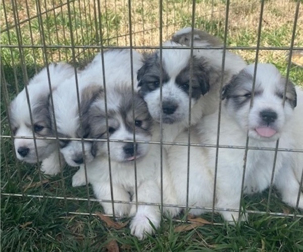 Medium Photo #5 Great Pyrenees Puppy For Sale in SILER CITY, NC, USA
