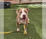 Small #1 Mutt