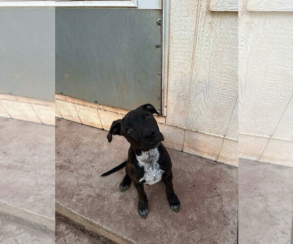 Medium Photo #5 Labrador Retriever-Unknown Mix Puppy For Sale in NEWPORT NH, NH, USA