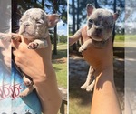 Small #3 French Bulldog