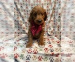 Small #9 Goldendoodle