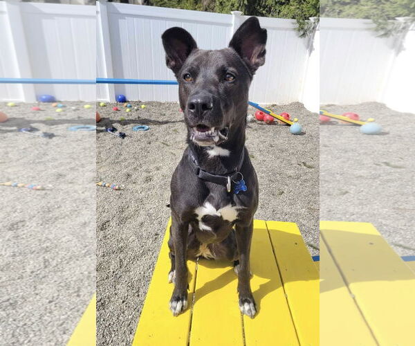 Medium Photo #6 Mutt Puppy For Sale in Rockaway, NJ, USA