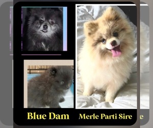 Mother of the Pomeranian puppies born on 02/22/2026
