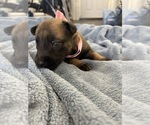 Small Photo #173 Belgian Malinois Puppy For Sale in REESEVILLE, WI, USA