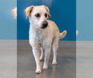 Mutt Dogs for adoption in San Martin, CA, USA