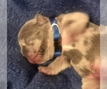 Small Photo #12 French Bulldog Puppy For Sale in PLACERVILLE, CA, USA