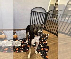 Rat Terrier-Unknown Mix Dogs for adoption in Hilton Head, SC, USA