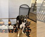 Small Rat Terrier Mix