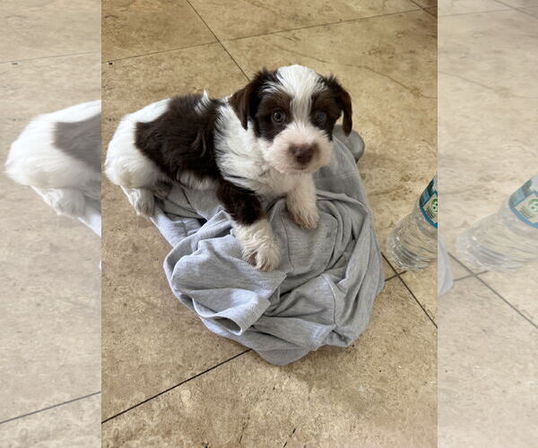 Medium Photo #4 Mutt Puppy For Sale in Boca Raton, FL, USA