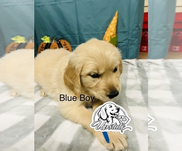 Medium Photo #3 Golden Retriever Puppy For Sale in BOILING SPGS, SC, USA