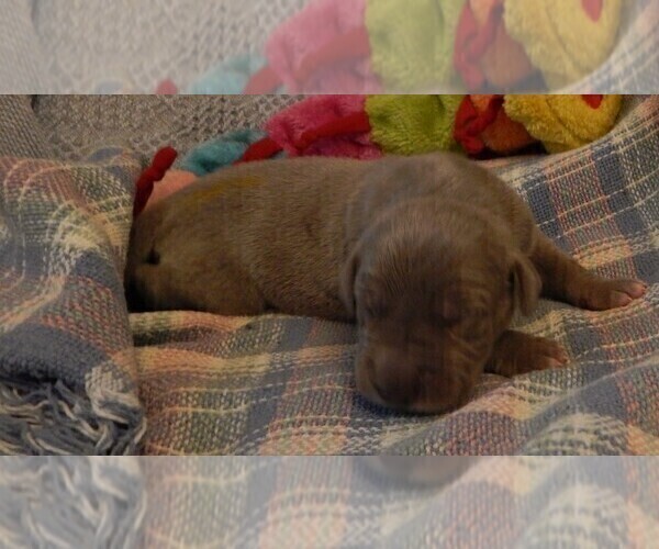 Medium Photo #109 Great Dane Puppy For Sale in SPRAGGS, PA, USA