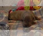Small Photo #109 Great Dane Puppy For Sale in SPRAGGS, PA, USA