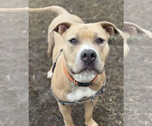 American Pit Bull Terrier-Unknown Mix Dogs for adoption in Virginia Beach, VA, USA